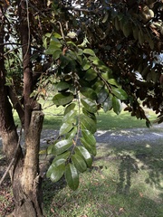 Chrysophyllum cainito