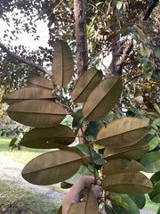 Chrysophyllum cainito