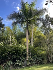 Roystonea borinquena