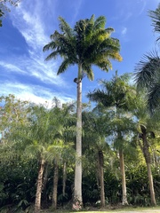 Roystonea regia