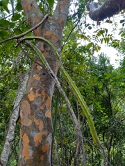 Selenicereus triangularis