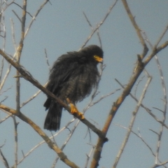 Rupornis magnirostris