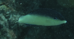 Anampses neoguinaicus