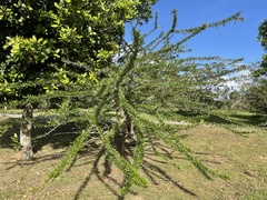 Crescentia linearifolia