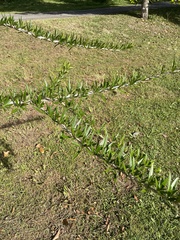 Crescentia linearifolia