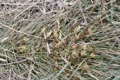Carex humilis
