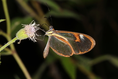 Ithomia drymo