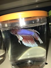 Betta splendens
