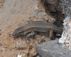 Teira dugesii dugesii