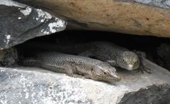 Teira dugesii dugesii