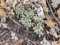 Antennaria marginata