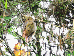 Anabacerthia