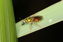 Augochlorini