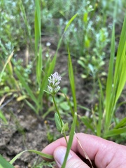 Plectritis ciliosa
