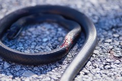 Coluber constrictor priapus image