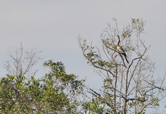 Anhinga anhinga anhinga