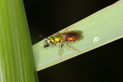 Augochlorini