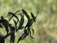 Elliotomyia chionogaster