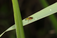 Augochlorini