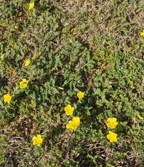 Tribulus cistoides image