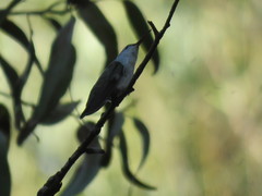 Elliotomyia chionogaster