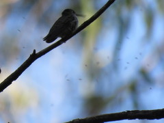 Elliotomyia chionogaster