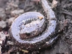 Plethodon electromorphus