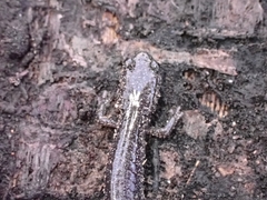 Plethodon electromorphus