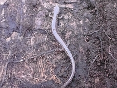 Plethodon electromorphus