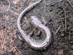 Plethodon electromorphus