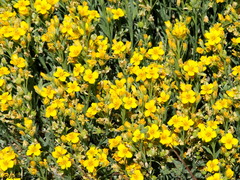 Psilostrophe tagetina