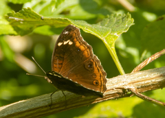 Junonia timorensis