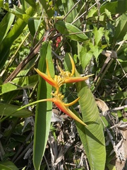 Heliconia psittacorum × spathocircinata