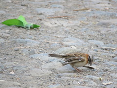 Zonotrichia capensis