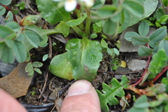 Micranthes melanocentra