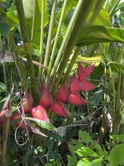Heliconia bihai