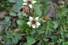 Micranthes melanocentra