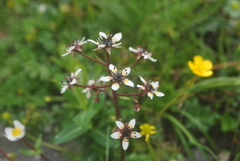 Micranthes melanocentra