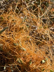 Cuscuta pacifica pacifica