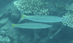 Sphyraena obtusata