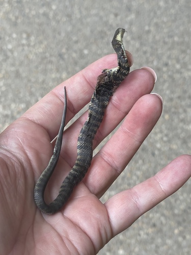 Tiger Snake sighting