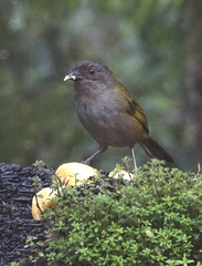 Chlorospingus semifuscus
