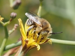 Anthophora lieftincki
