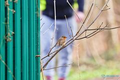 Erithacus rubecula