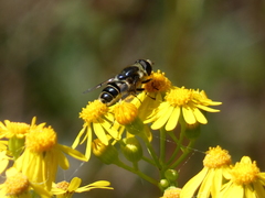 Eristalis saxorum