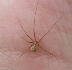 Psilochorus hesperus