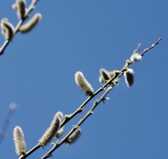 Salix daphnoides