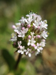 Plectritis macrocera macrocera