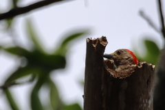 Melanerpes aurifrons