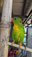 Loriculus philippensis